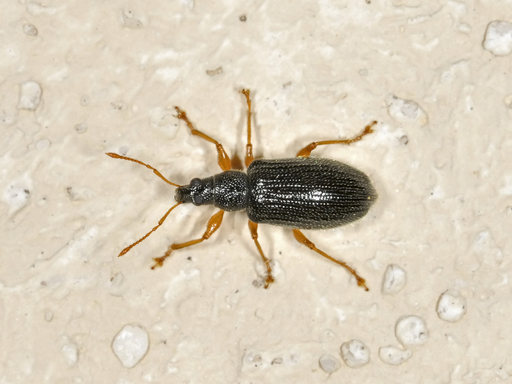 Phyllobius oblongus? (Curculionidae)